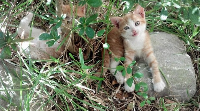 【巅峰战术】如何用攻防结合赢得比赛?专家解读,攻防组合技法