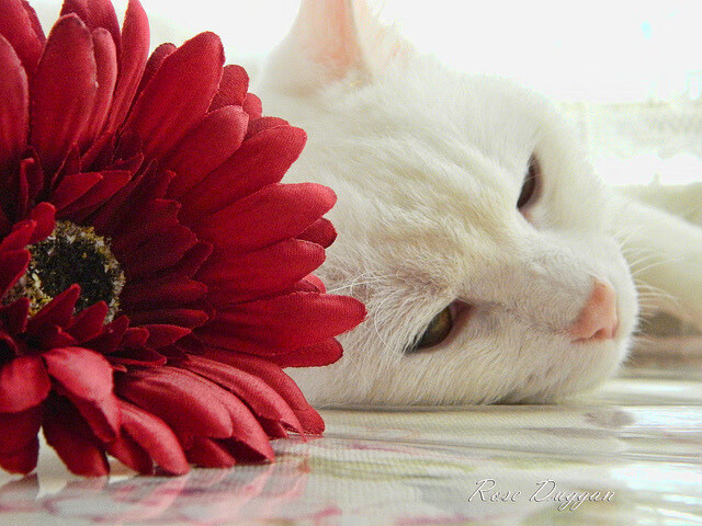 媒体合作推动中国篮球更好呈现全球视角，篮球媒体人