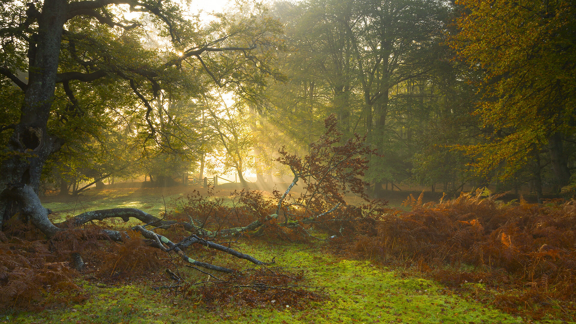 巴西男足主帅:未能晋级是“巨大的失望”,巴西 男足