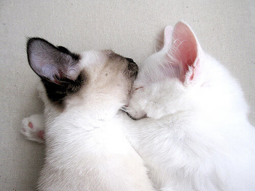 kaiyun登录入口-爵士多点开花！，爵士jam