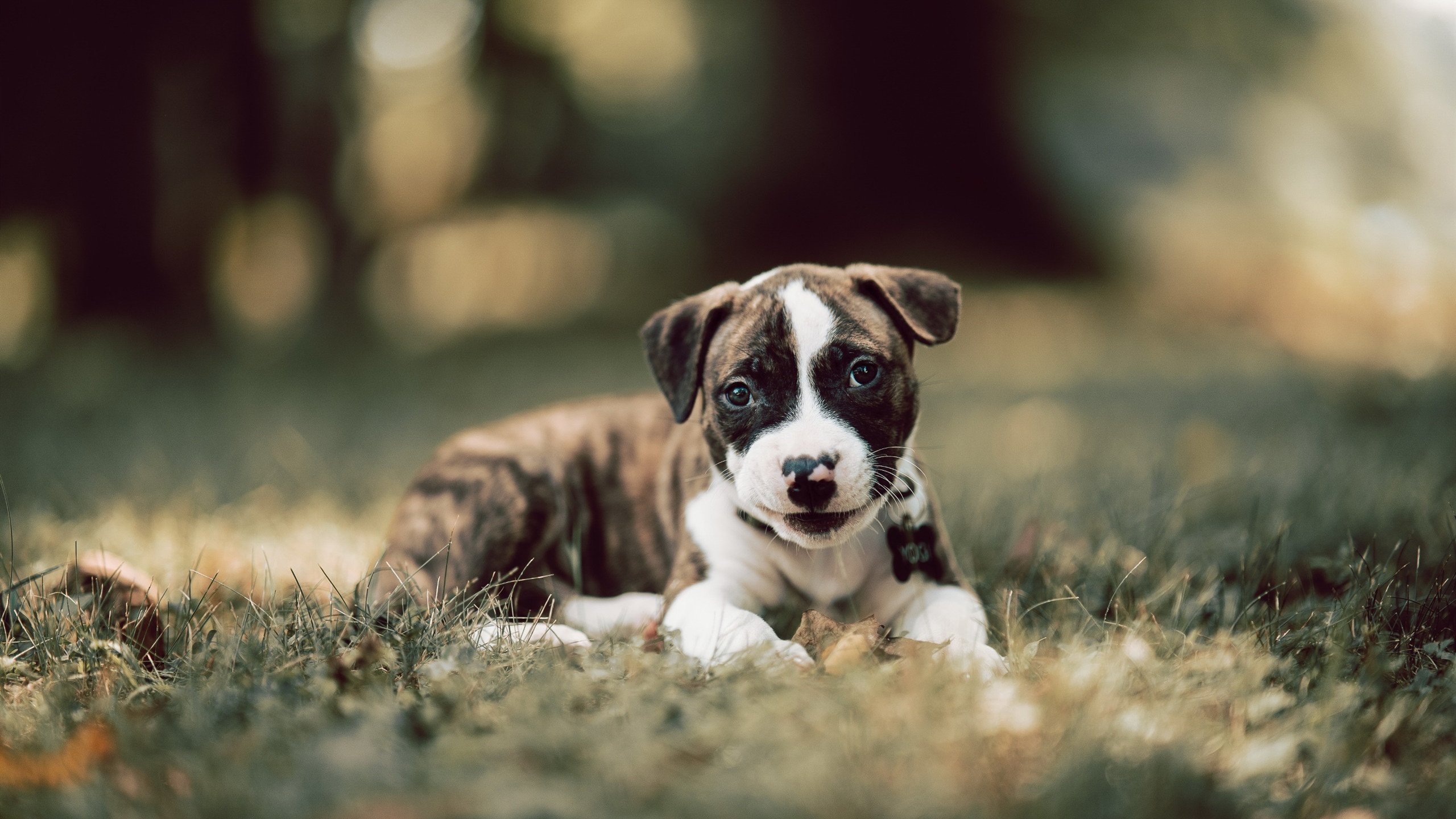 瑜伽选手在国际比赛中获得最佳表现奖,世界瑜伽冠军的表演