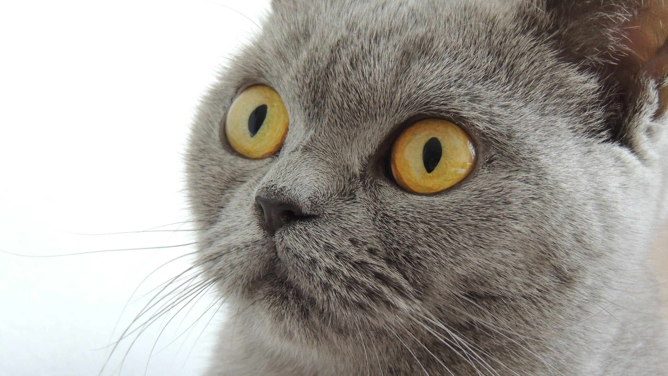 kaiyun官方入口登录-西甲超级对决，精彩射门和门神扑救令人称赞，西甲门将号码规定