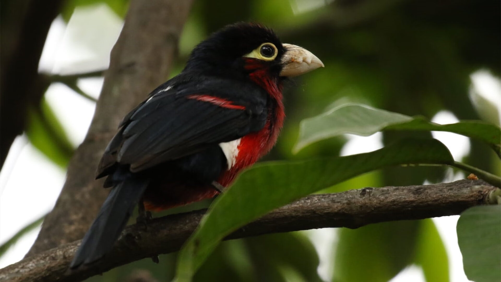 黄蜂官方宣布将更换队徽,打造新时代视觉识别,黄蜂队的口号叫什么合适