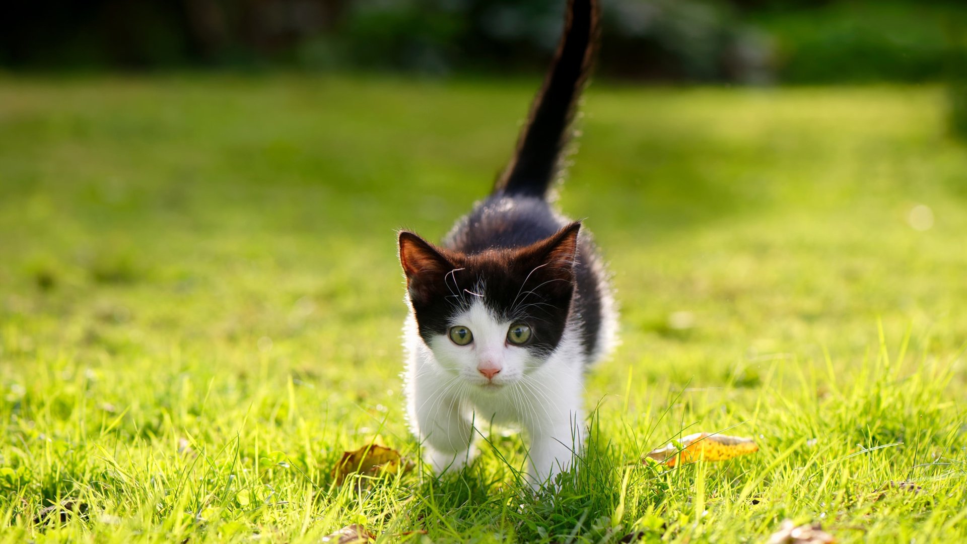 开云网页版-KPL新版本适应分析，kpl更新时间