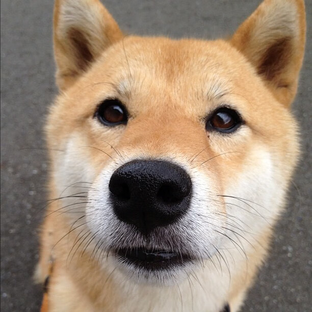 开云体育-克罗地亚队取得对俄罗斯的胜利，晋级欧国亚军赛，克罗地亚队近期战绩