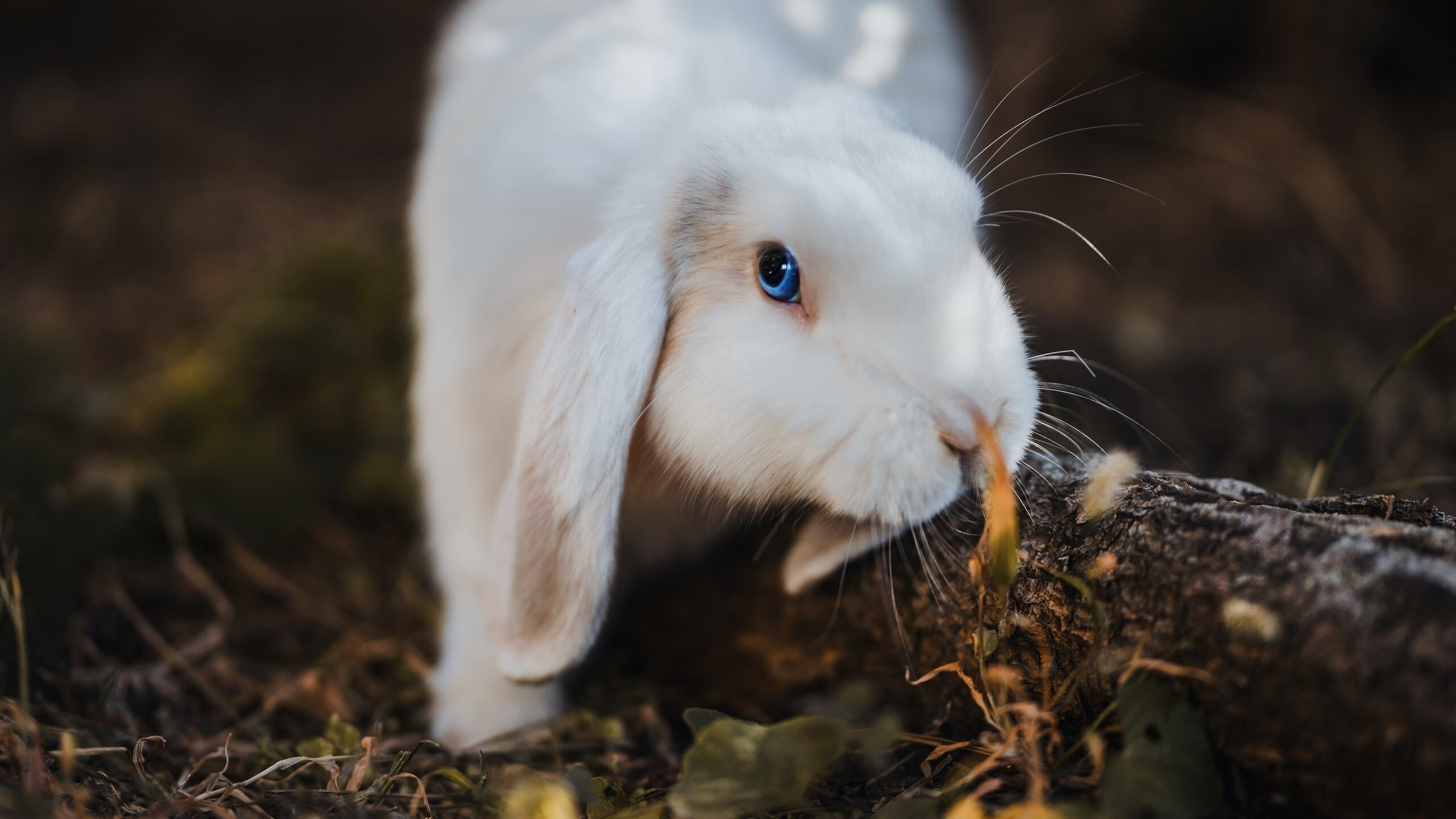 北京国安中场球员发挥关键作用,北京国安的中场